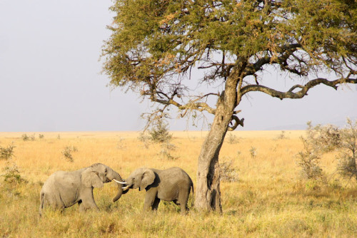 Afrika totaal