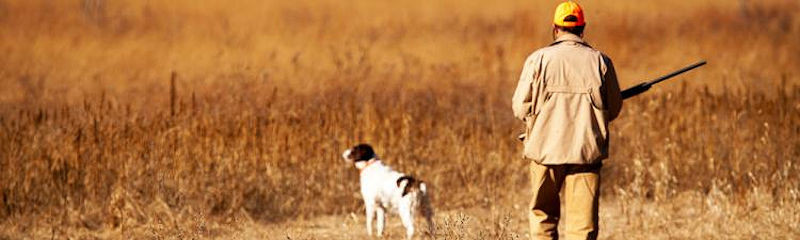 Fazant in veld