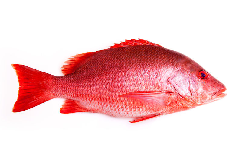 Rode (red) snapper