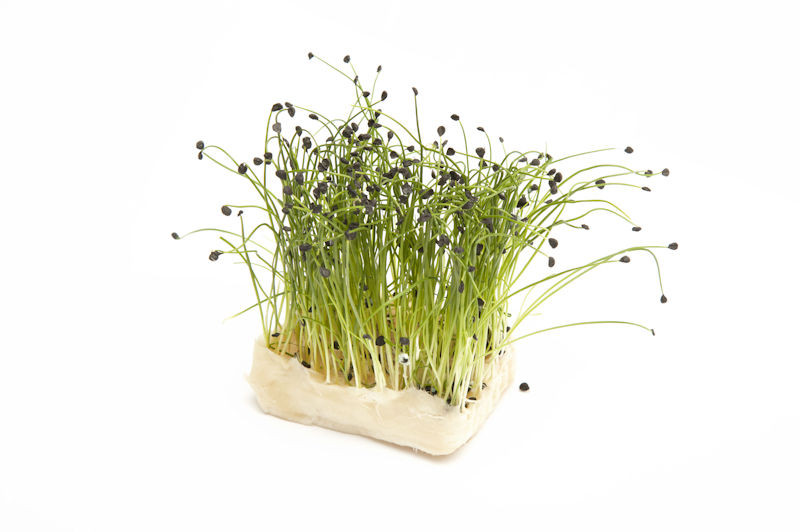 Rock Chives ®