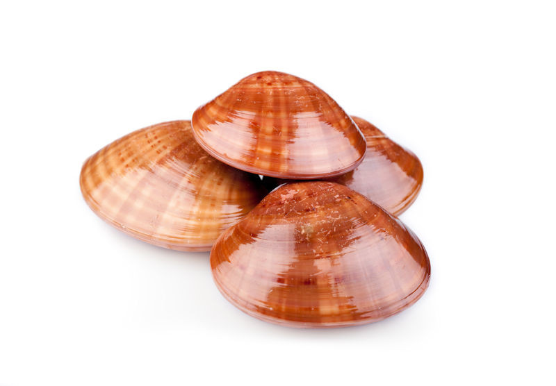 Smooth clam