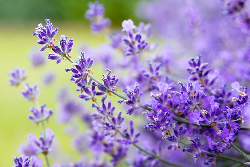Eetbare bloemen