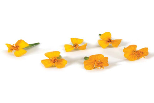 Anise Blossom ®