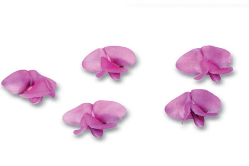 Bean Blossom ®