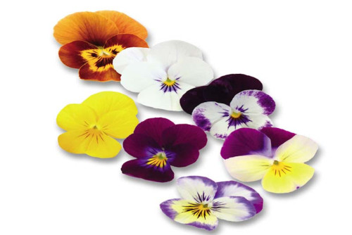 Cornabria Blossom ®