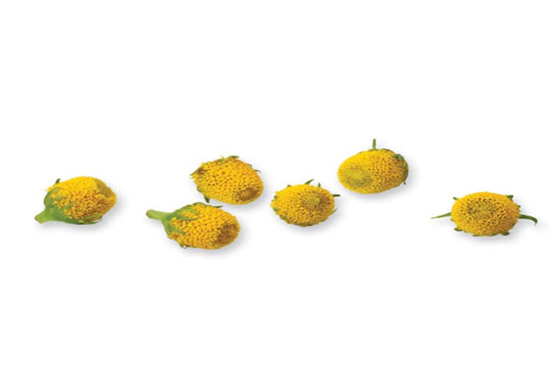 Sechuan Buttons ®