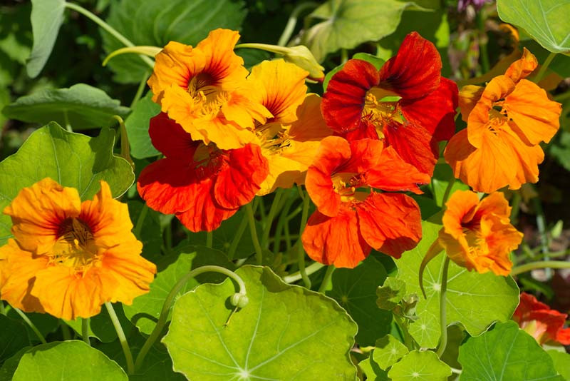 Oost-Indische kers