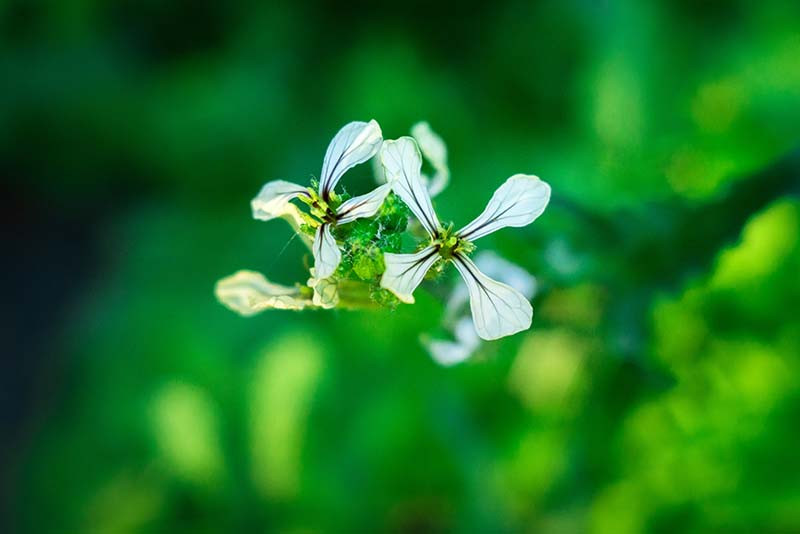 Rucola bloem