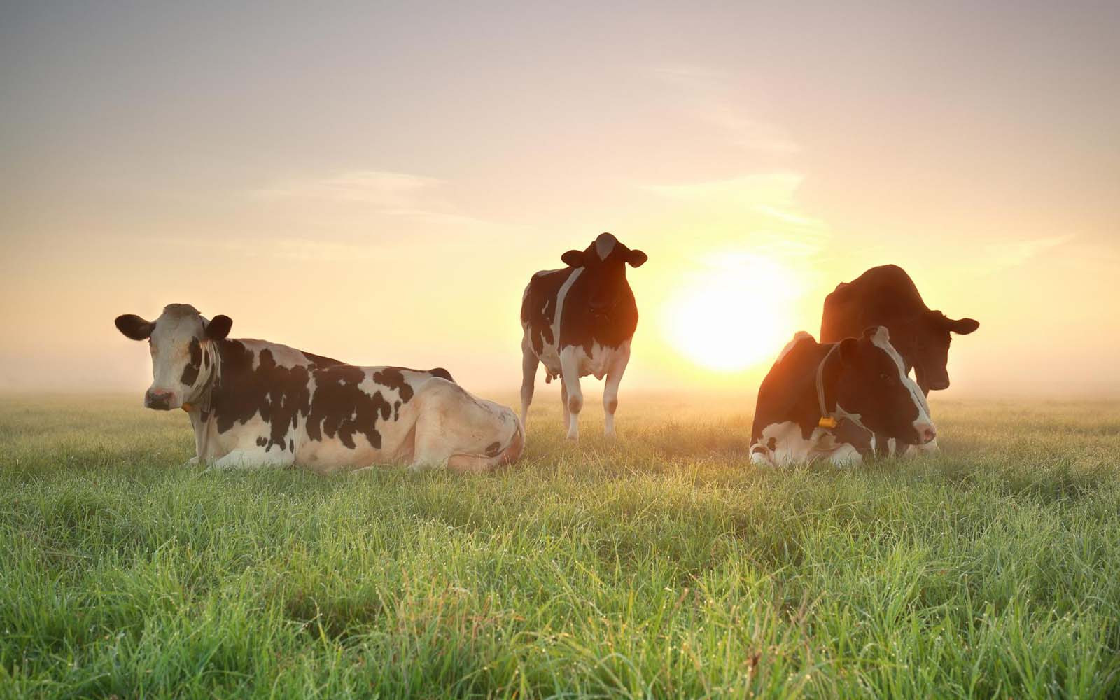 Groot project om broeikas­gassen boeren te halveren