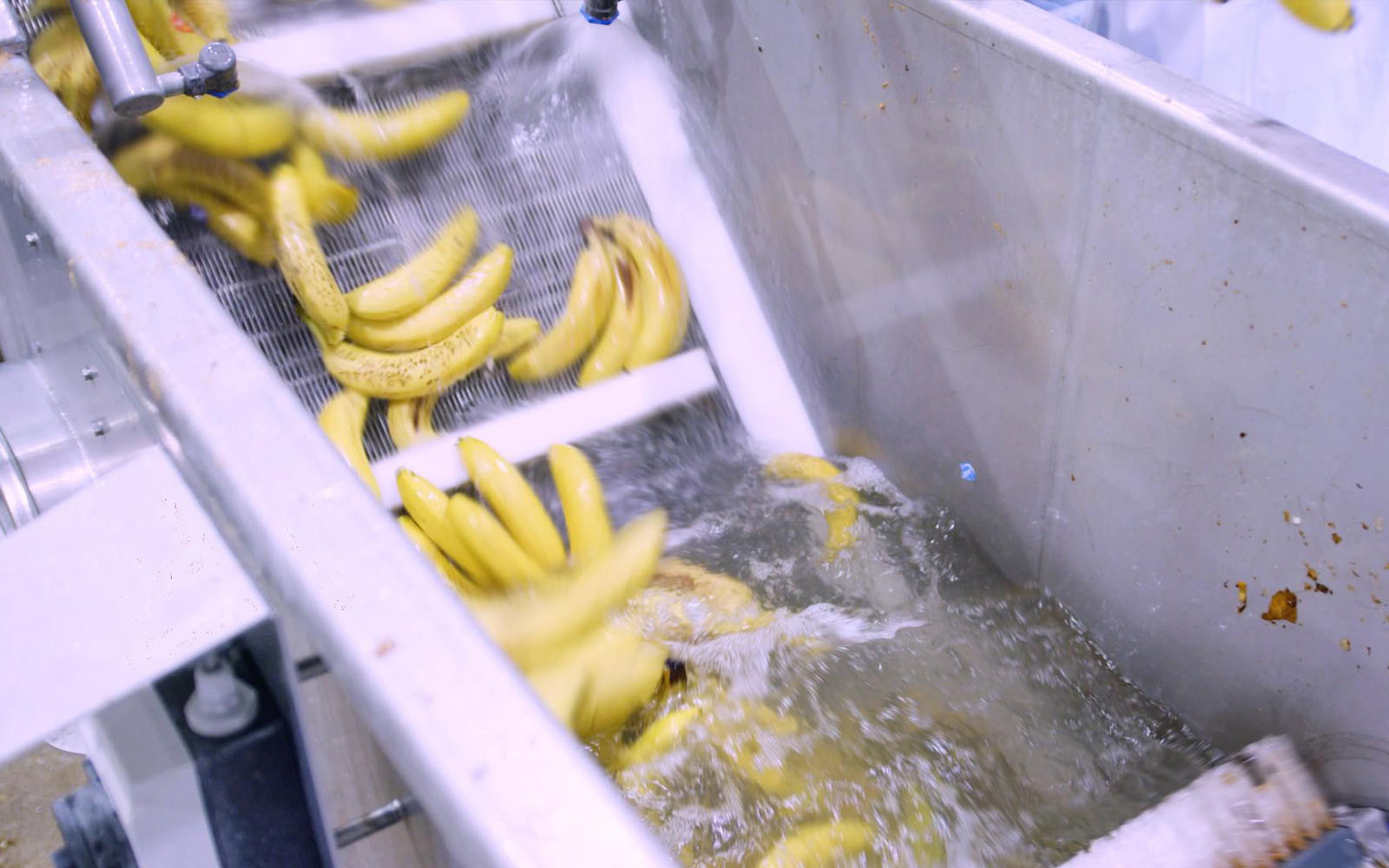 SUNT opent eerste bananen­fa­briek ter wereld