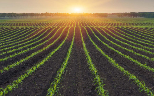 Nederland loopt achter op bio landbouw­am­bi­ties EU