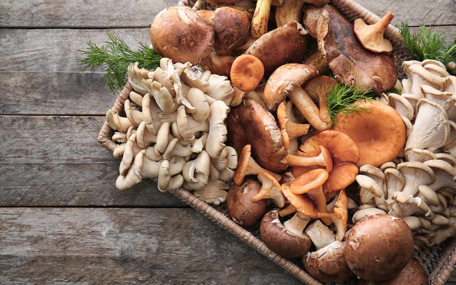 De opmars van Europese paddenstoelen