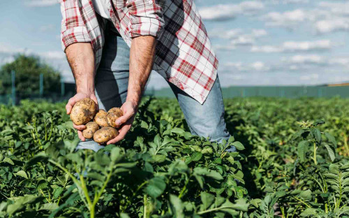 Hybride aardappel: revolutie in de aardappel­sector