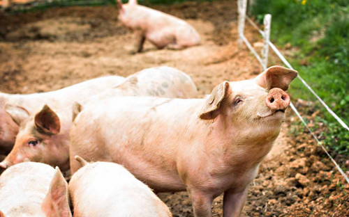 Histori­sche varkens­vlees­prijzen door daling productie