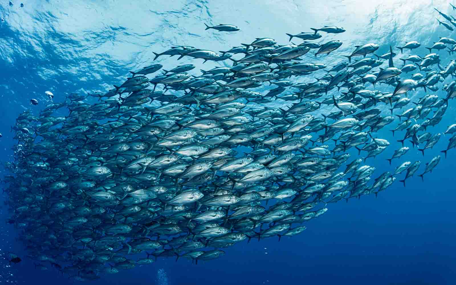 Dubbele dreiging voor vispopu­la­ties