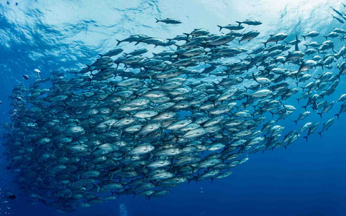 Dubbele dreiging voor vispopu­la­ties