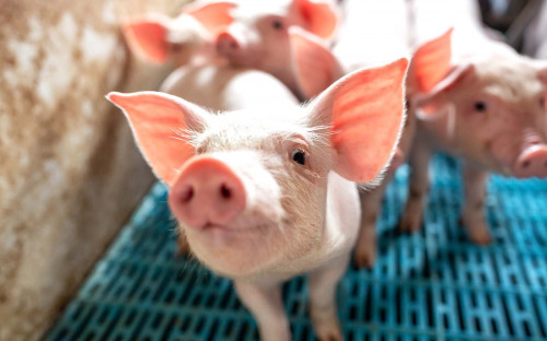 Nieuwe varkens­griep variant UK bij mens geconstateerd