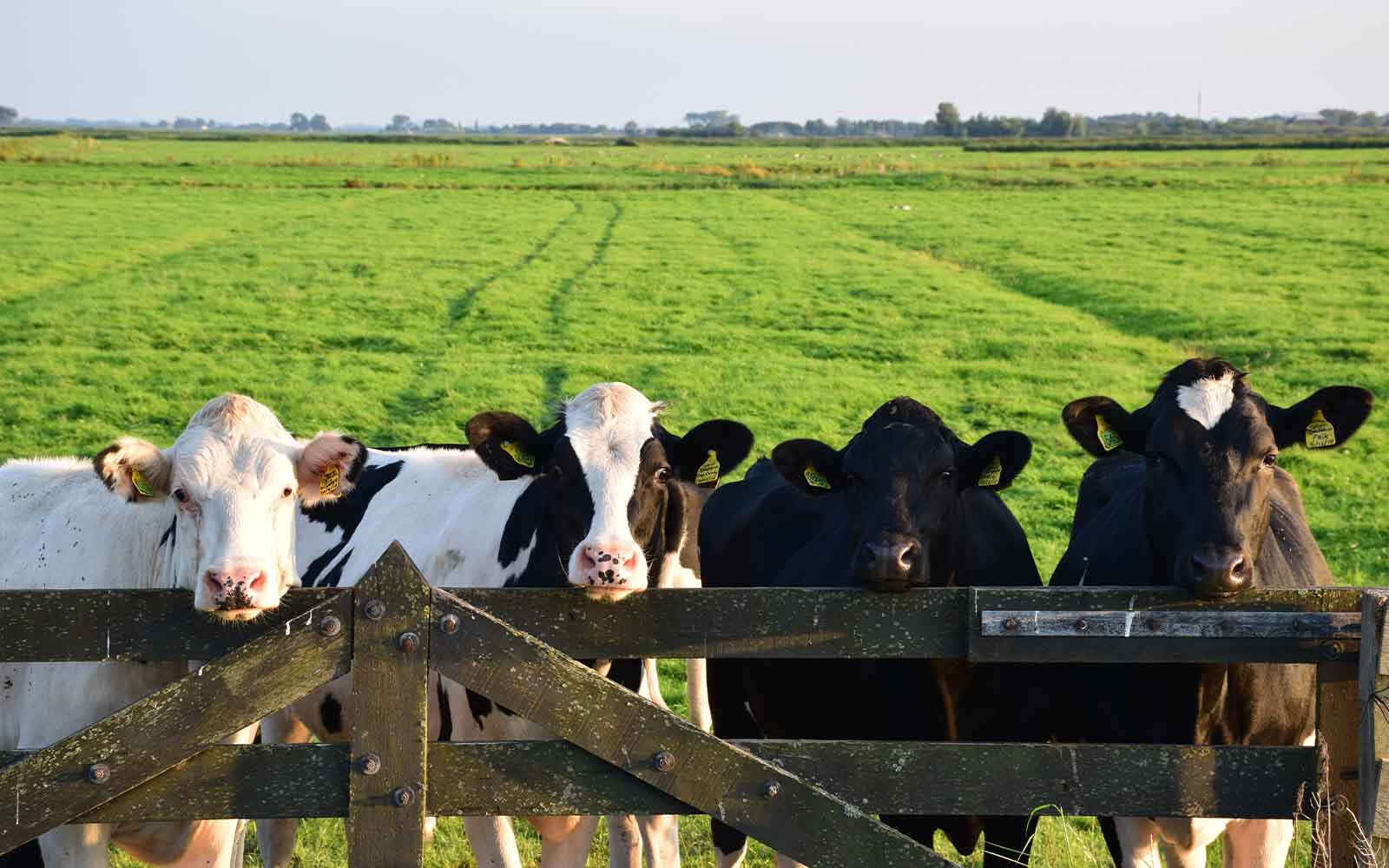 Rabobank: Wereld zuivelmarkt groeit in roerige tijden