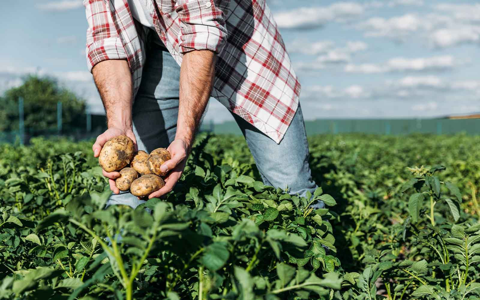 Biologi­sch landbouw­areaal groeit bijna 9 procent in 2023