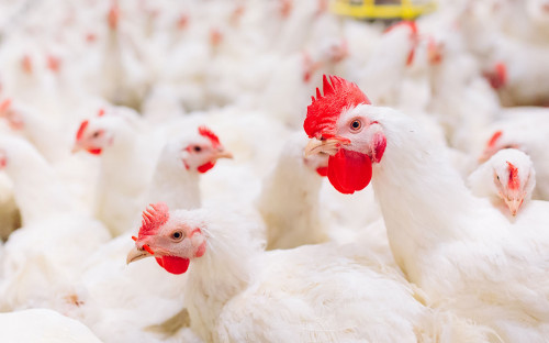 Forse kostenstij­ging voor kip door ECC welzijn­s­normen