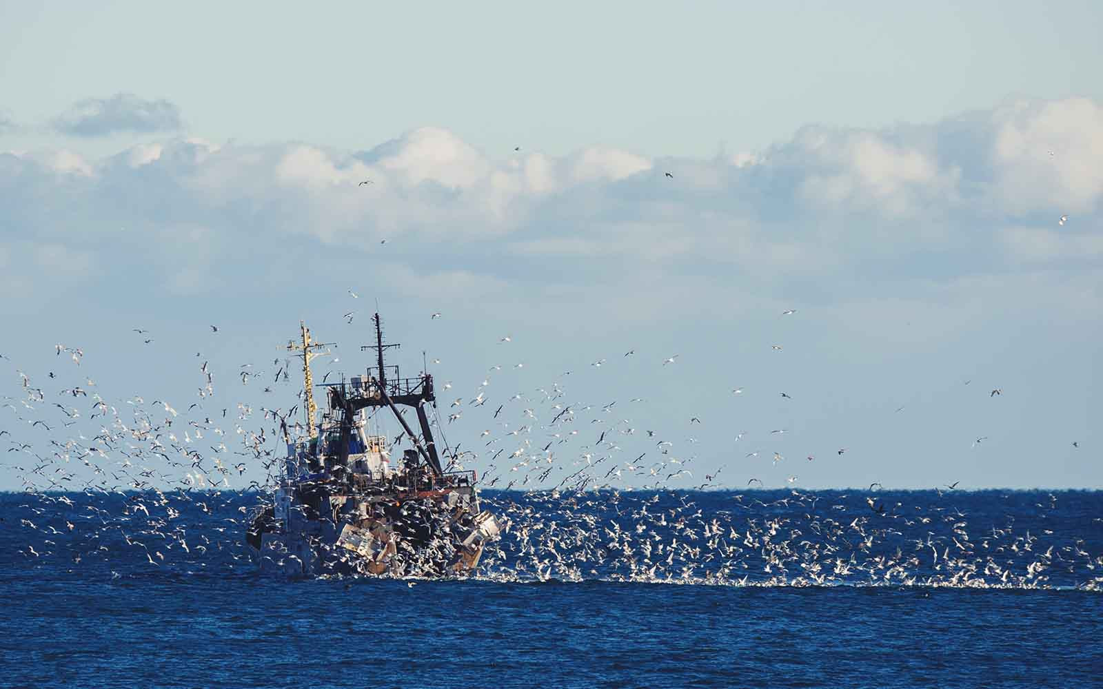 Zorgwek­kende cijfers voor Nederlandse zeevissers