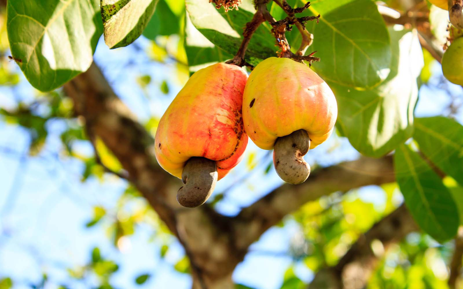 Supermarkten zetten in op duurzame cashewnoten