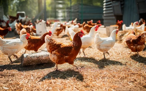 Wereldwijde vraag naar kip groeit, maar overaanbod dreigt