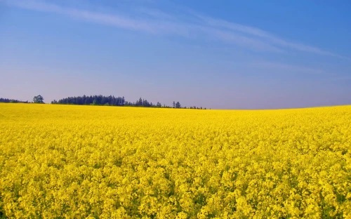 Mosterd­planten als duurzame bron voor nikkelwin­ning