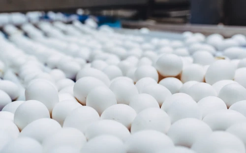 Recordprijzen op eiermarkt door krimp in aanbod
