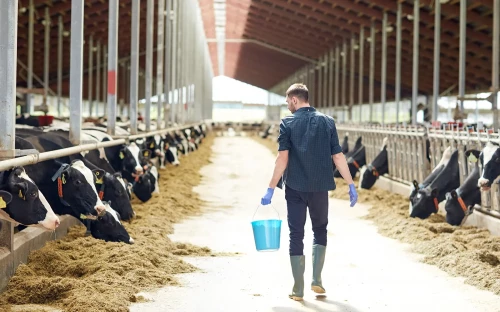 Btw-verhoging voor veehouders en akkerbouwers per 2025