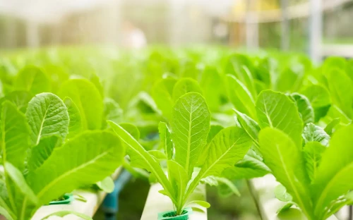 CSDDD betekent grote uitdagingen voor agrofood­sector