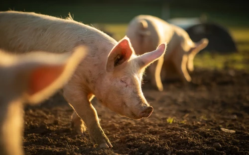 Handels­be­per­kingen na MKZ-uitbraak raken varkens­sector
