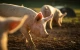 Handels­be­per­kingen na MKZ-uitbraak raken varkens­sector