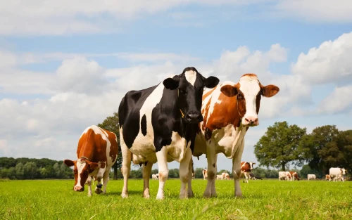 Melkunie-producten krijgen Beter voor Natuur & Boer-keurmerk