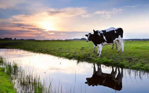 Gunstige prijzen geven boer ademruimte