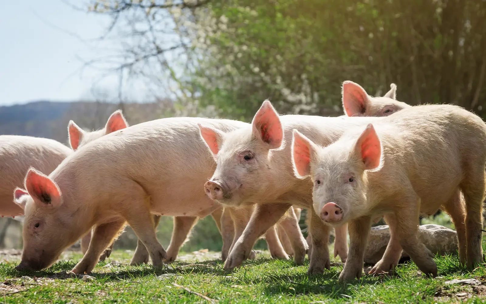 Krimp varkensstapel zet productie onder druk