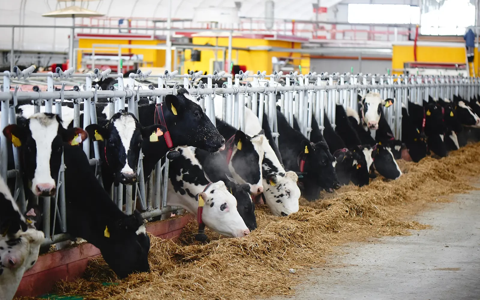 FAO waarschuwt voor grootste MKZ-uitbraak in Europa sinds 2001