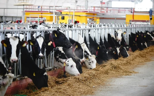 FAO waarschuwt voor grootste MKZ-uitbraak in Europa sinds 2001
