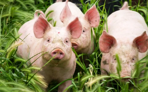 Varkens­pest uitbraken in EU met 83% afgenomen