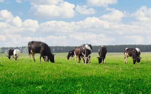 Zuivelsector kende pieken en dalen in 2024
