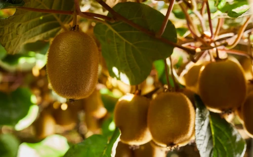 EU erkent werking kiwi voor darmfunctie