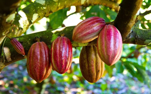 Nestlé haalt meer uit de cacaovrucht