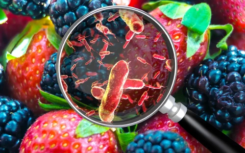 RIVM: meer salmonel­la­be­smet­tingen in 2024