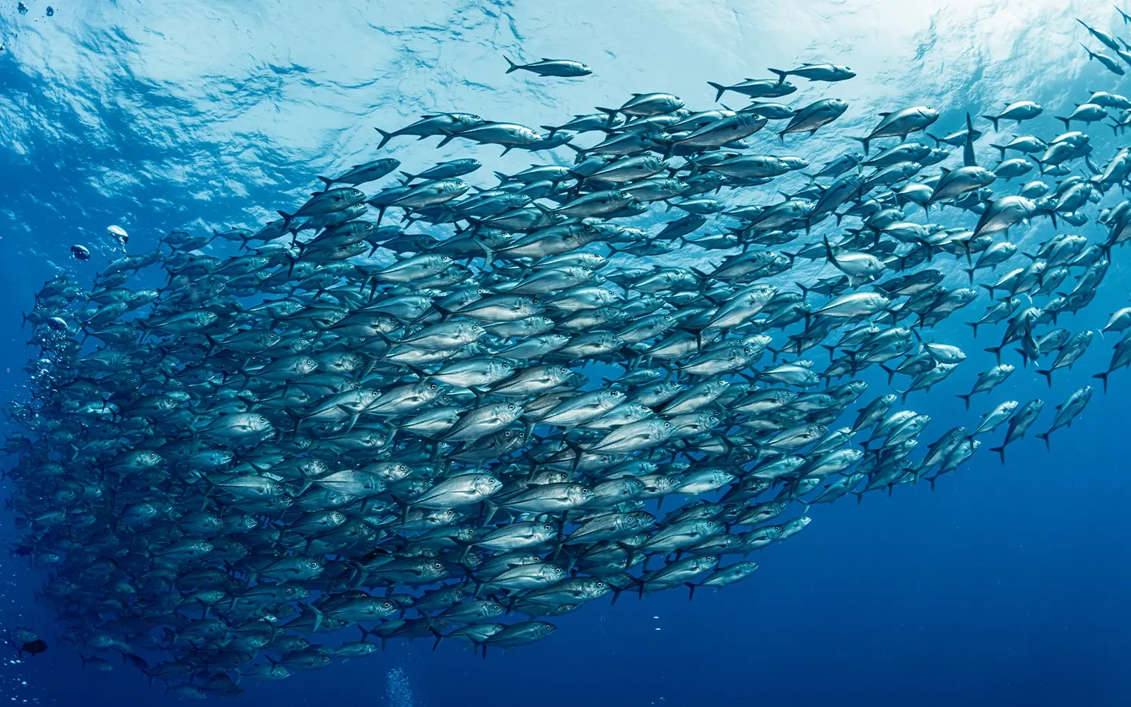 Seafood scoort sterk op klimaat én voeding