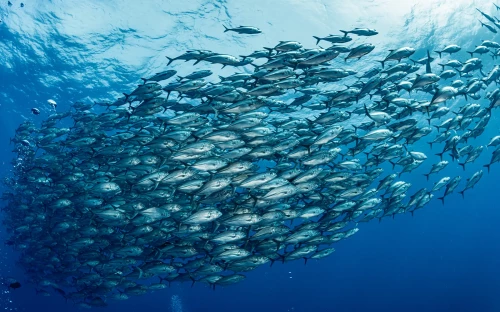 Seafood scoort sterk op klimaat én voeding
