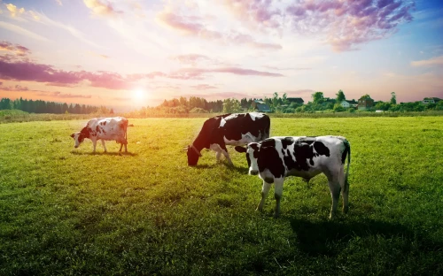 Aanbod agrarische grondstoffen neemt af