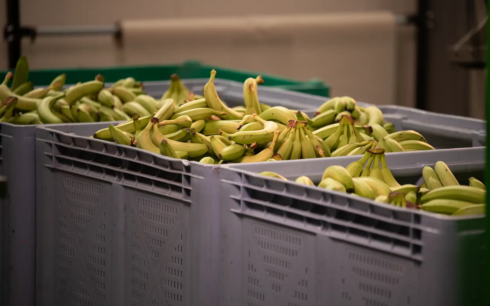 The Banana Factory redt 20 miljoen bananen van verspil­ling