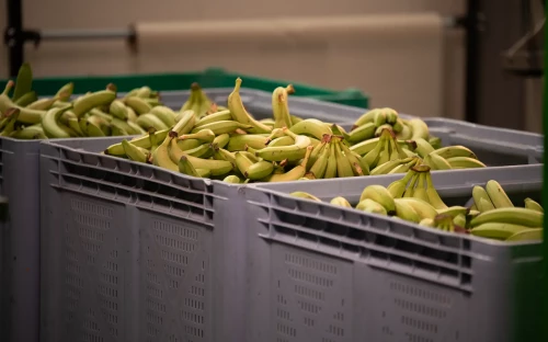 The Banana Factory redt 20 miljoen bananen van verspil­ling