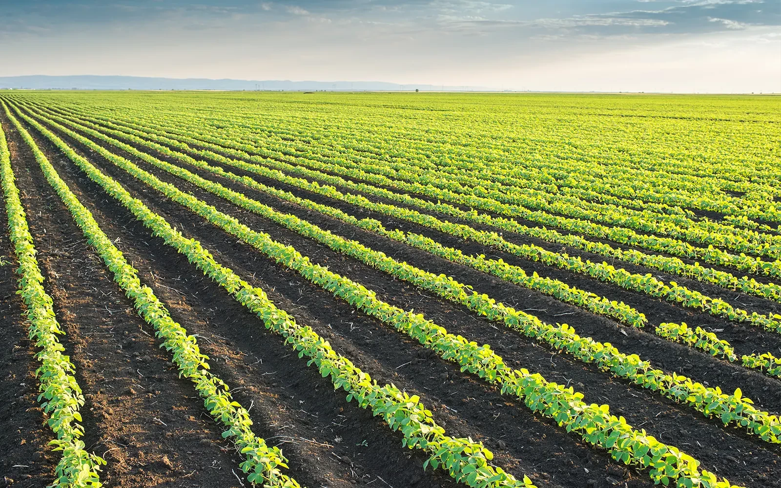 Doel 15% biologi­sche teelt nog ver weg
