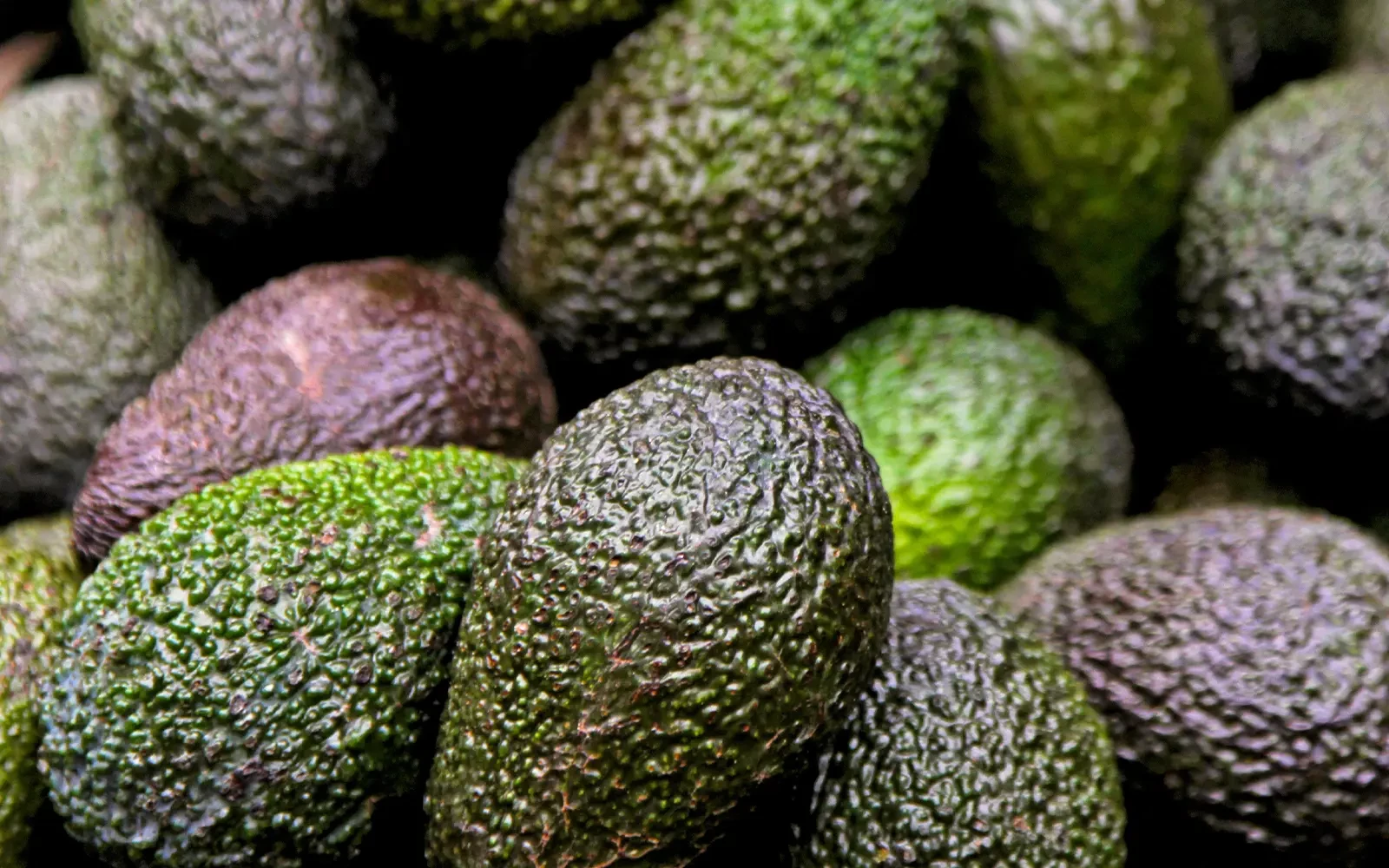 Groeiend aanbod van avocado’s brengt onzeker­heid